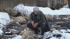 Vukovi ponovno napadaju?