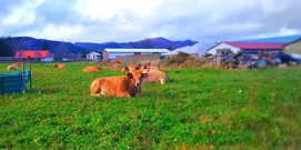 Na farmi Lužak odvija se ekološki uzgoj mesnih goveda (Foto: Nenad Lučić / HRT Radio Rijeka), Foto: -/-