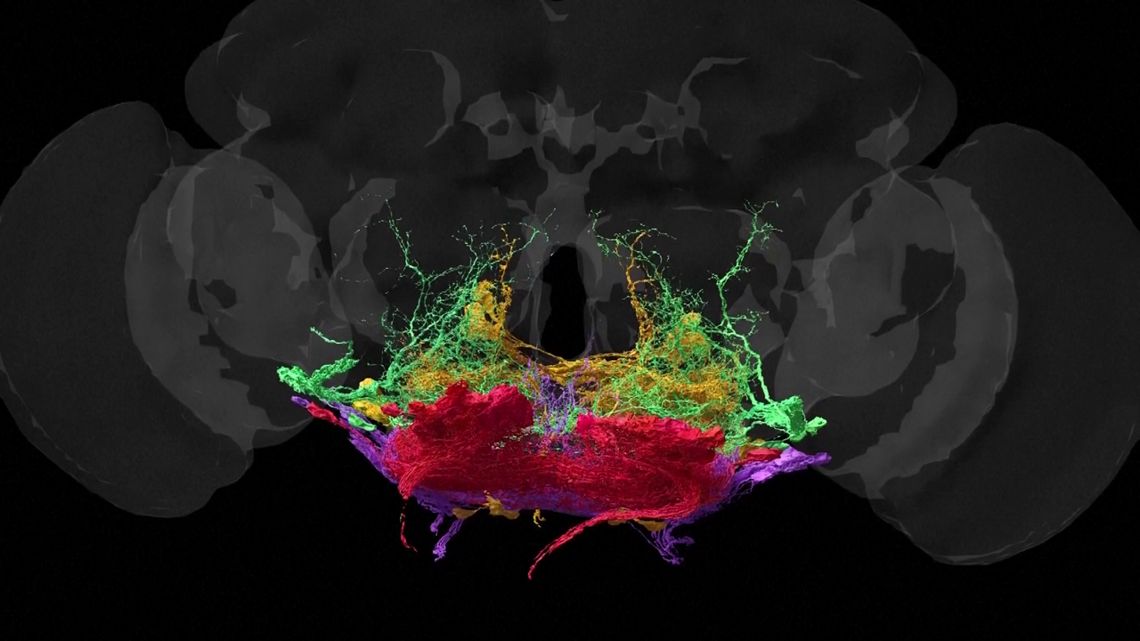 Mozak vinske mušice