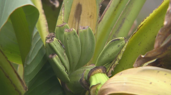 U srcu Gorskog kotara rodile banane