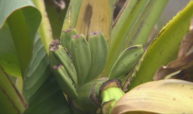 U srcu Gorskog kotara rodile banane