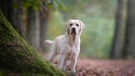 Labrador