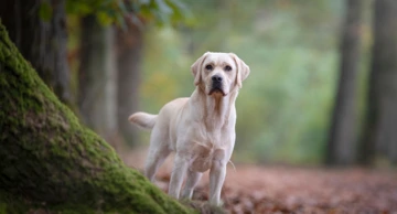 Labrador
