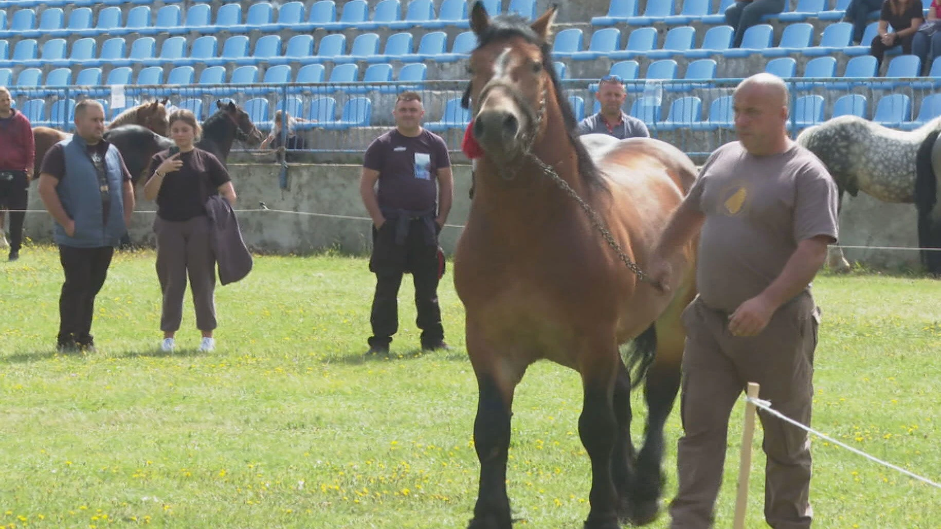 Konji u vremenu mehanizacije – borba za tradiciju