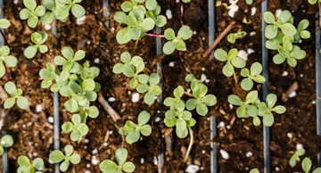 Adventsko darivanje sadnica