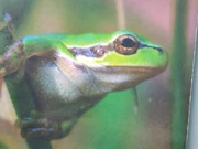 Dan žaba u ZOO-u, Foto: Neven Knežević/HRT Radio Osijek