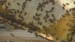 Pčele, Foto: Dnevnik u podne/HRT