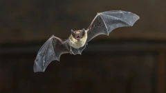 Šišmiš
