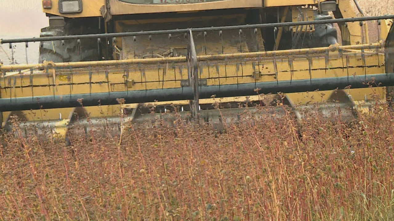 Varaždinska heljda, Foto: Regionalni dnevnik/HRT