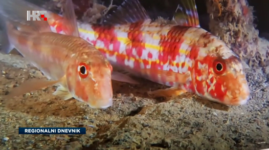 U zadarskoj ribarnici od danas i ribe na fotografijama