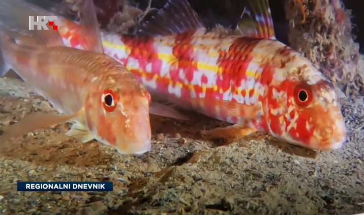 U zadarskoj ribarnici od danas i ribe na fotografijama