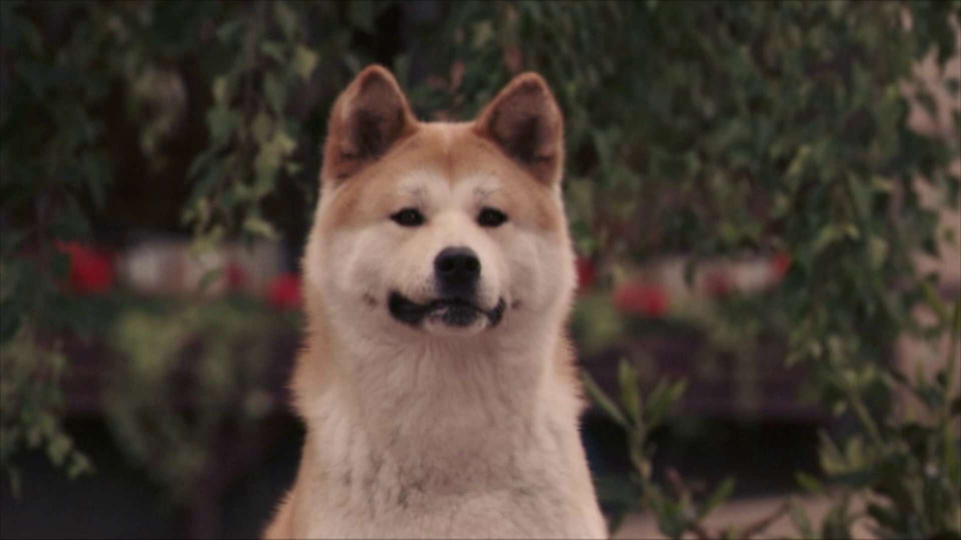Hachiko
