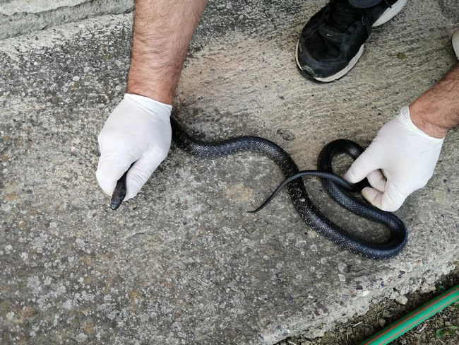 Najpoznatiji hrvatski zmijolovac u akciji