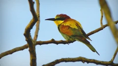 Merops apiaster / žuta pčelarica (ilustracija)