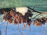 Ledena berba traminca na Principovcu, Foto: M.Milas/Radio Osijek