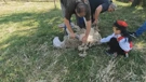 Ljeto je pred vratima, a ovce s novim frizurama kreću prema Velebitu