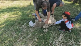 Ljeto je pred vratima, a ovce s novim frizurama kreću prema Velebitu