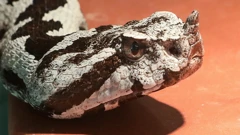 Poskok
