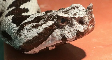 Poskok