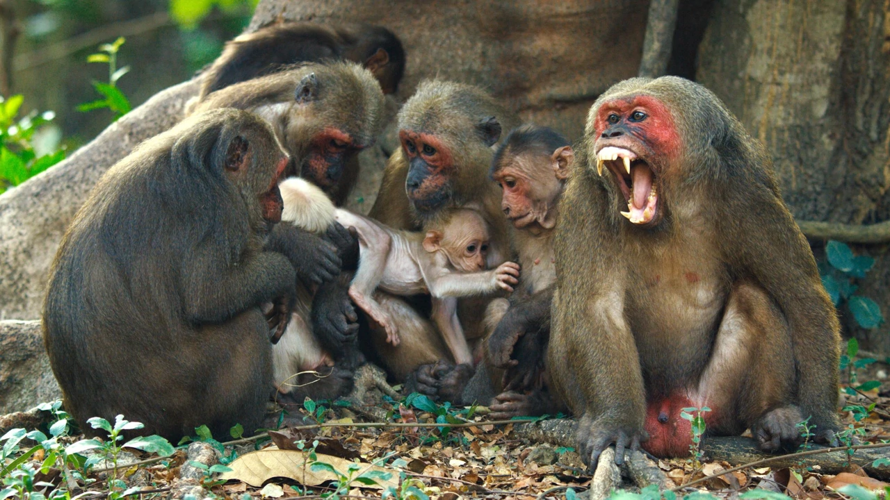Ponedjeljak, 10. studenoga na Drugom