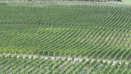 Krčki vinogradi 