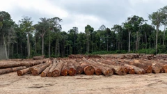 Deforestacija Amazonije 