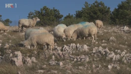 Hoće li ovčarstvo na otoku nestati?