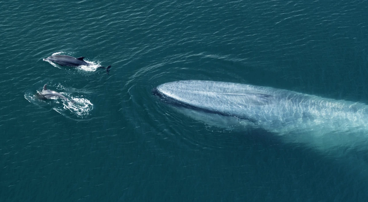 Ponedjeljak, 23. veljače na Drugom, Foto: Moja obitelj plavetnih kitova/dokumentarni film