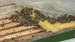 Sve više pesticida u zraku ubija pčele