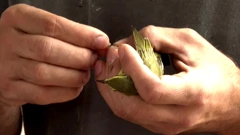 Na obroncima Učke prstenuju se ptice selice