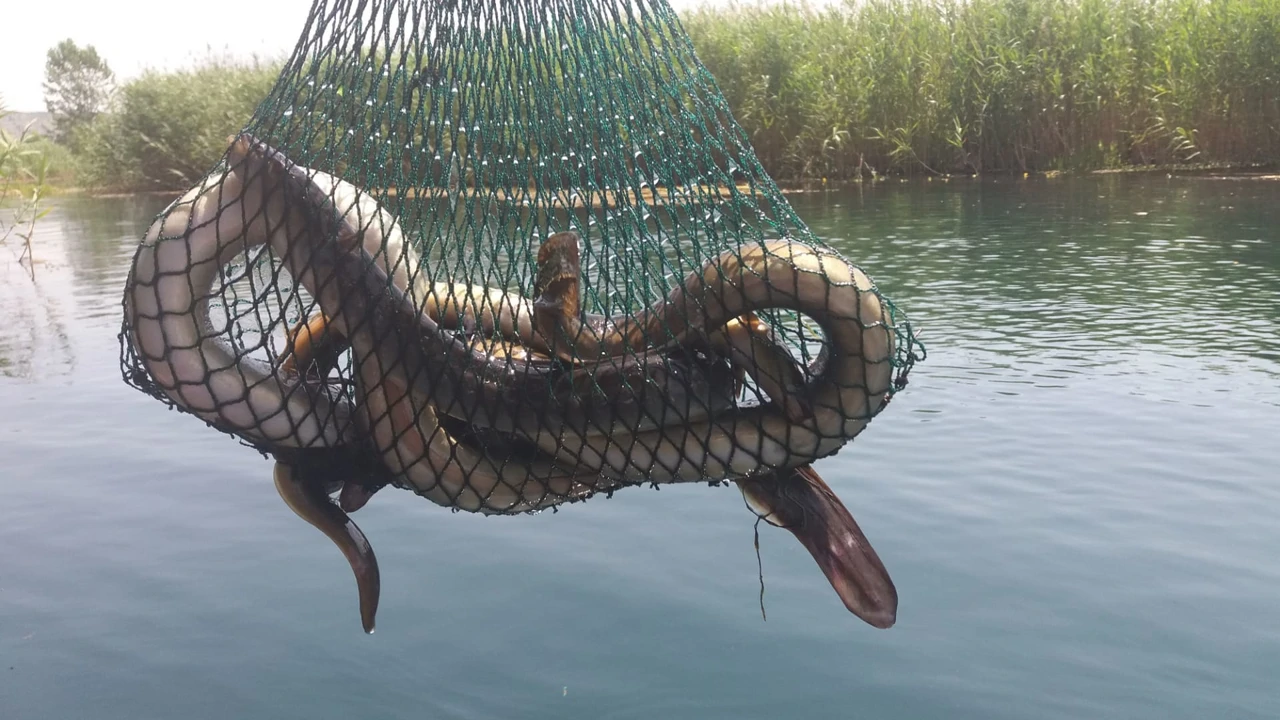 (Illustration, Foto: Tomislav Šikič/ Glas Hrvatske)