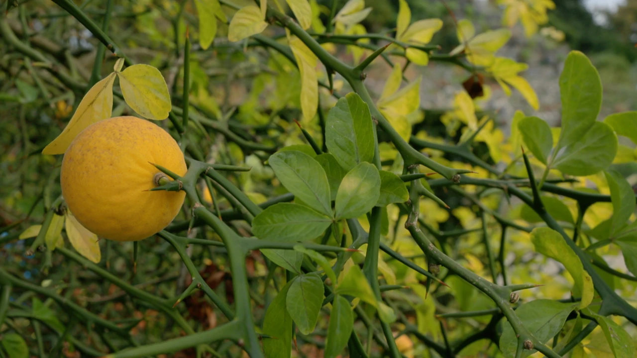 Nedjelja, 3. svibnja na Prvom, Foto: Vrtlarica/7. sezona emisije