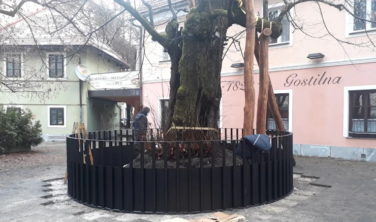 Stoljetna stabla
