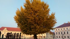 foto Ž. Kovačević, Foto: -/-