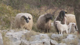 Čagljevi napadaju stada ovaca na Kornatima