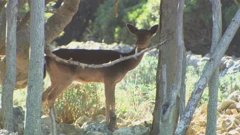 Lošinj, Foto: HTV/HRT