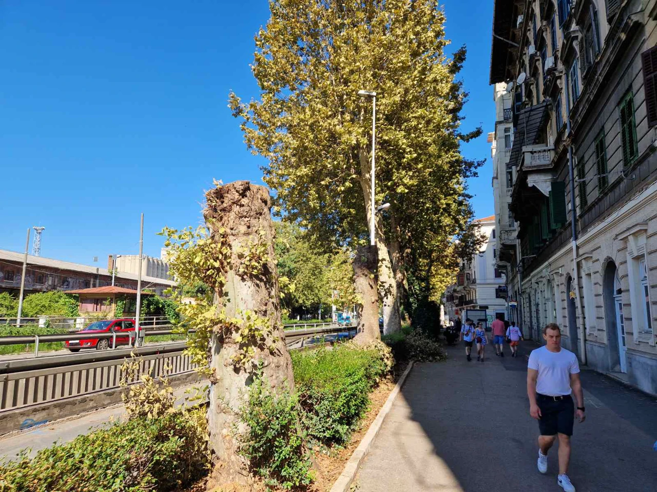 Stoljetnim platanama odrezane krošnje u Rijeci