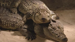 Subota, 21. veljače na Prvom , Foto: Divlja ZOOna/dokumenarna serija