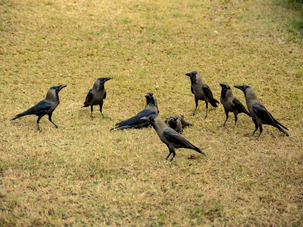 Vrane otežavaju proljetnu sjetvu na sjeveru zemlje