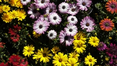 Cvijeće/Floraart