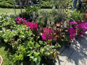 Festival cvijeća i drveća, Foto: HRT/Radio Osijek