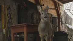 Srna kod obitelji Sertić