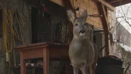 Srna kod obitelji Sertić