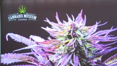 Muzej cannabisa