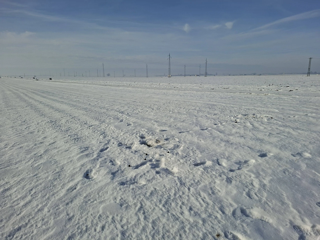 Pšenica pod snijegom, Foto: M.Milas/Radio Osijek