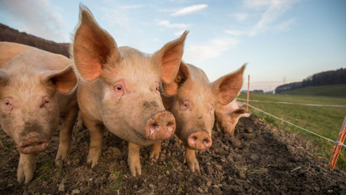 pigs1711a 20251117145003