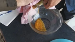 Mekousna pastrva, Foto: Magdalena Šipić/HRT