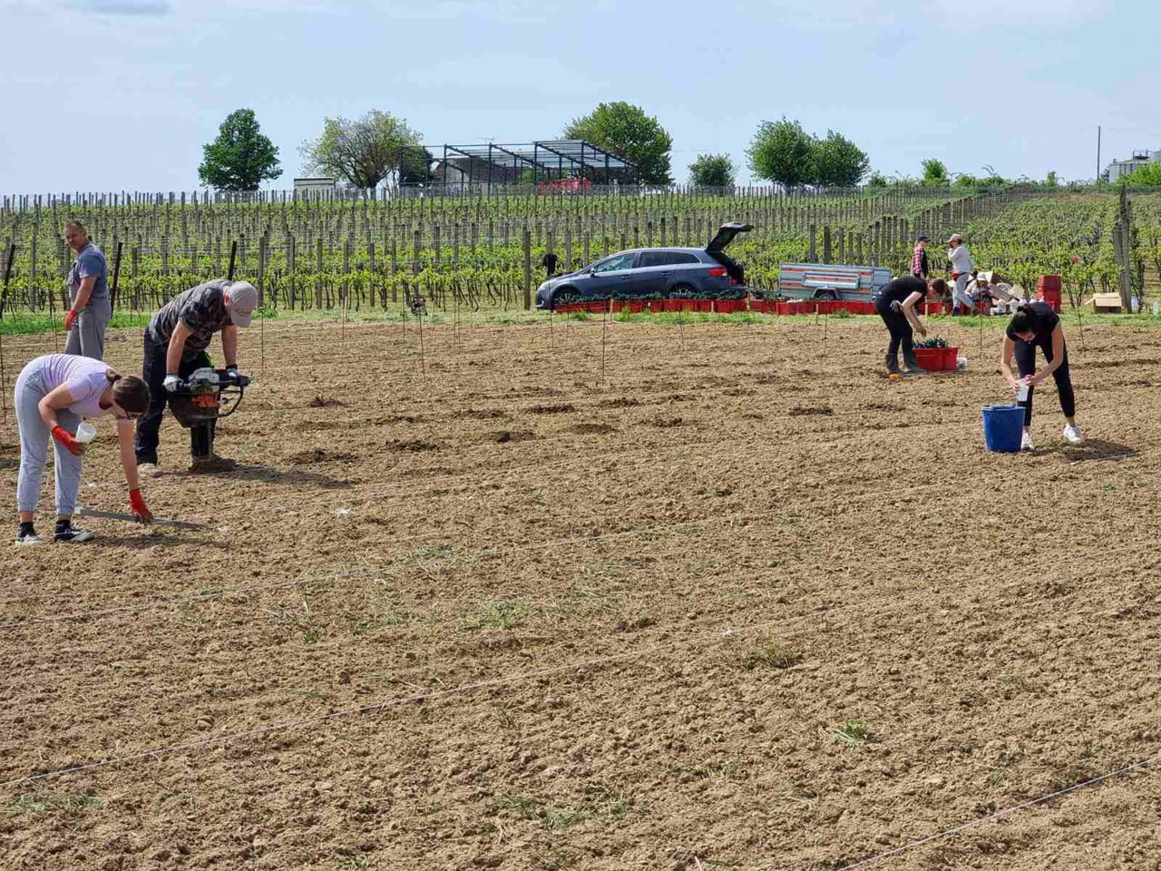 Sadnja novih sorata vinove loze u Mandićevcu , Foto: Foto: Mato Drenjančević/Radio Osijek
