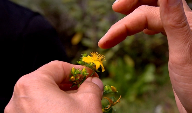 Ljekovito bilje Rosi Mangger