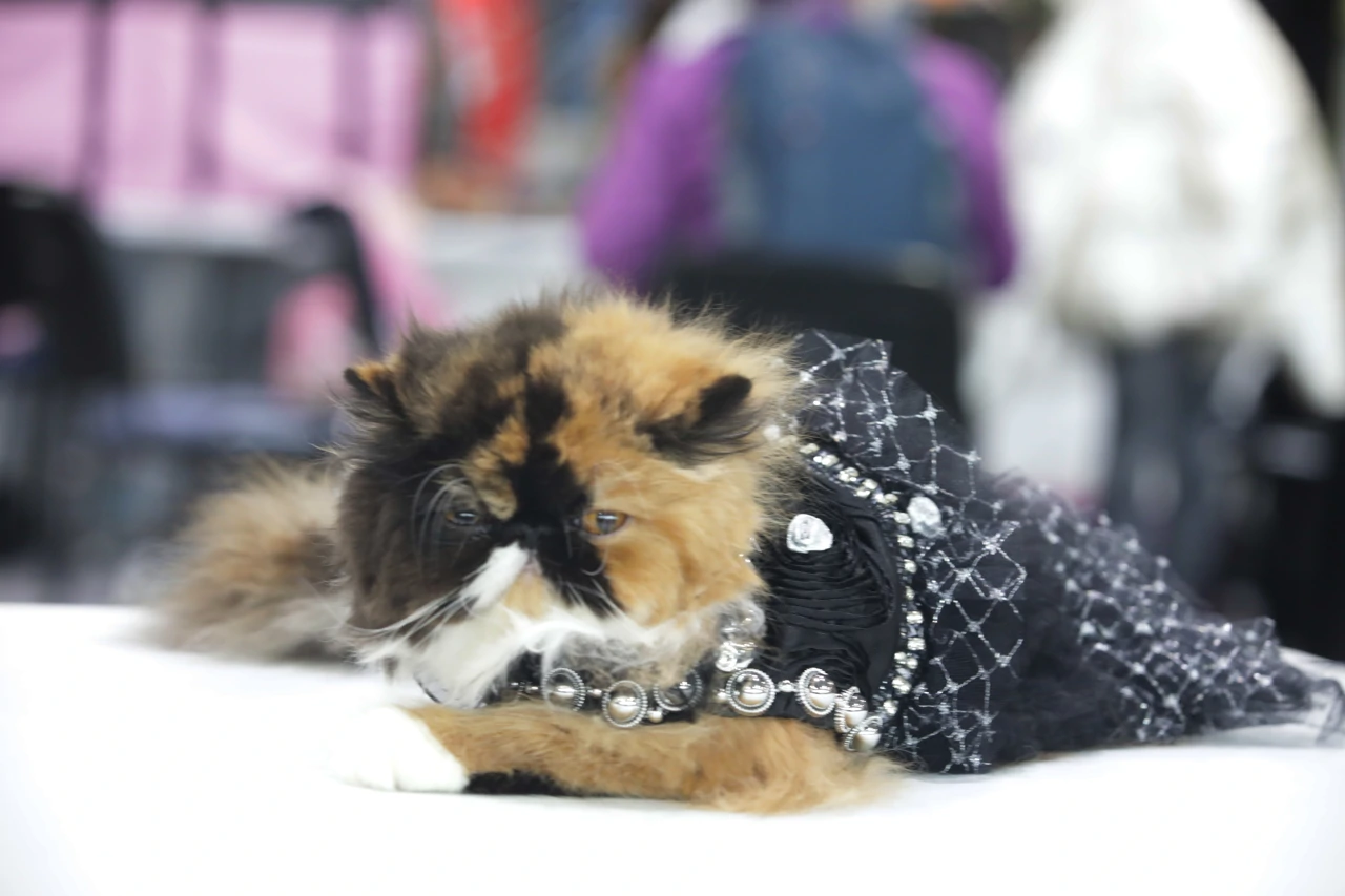 Rijeka: Međunarodna izložba mačaka, Foto: Goran Kovačić/Pixsell